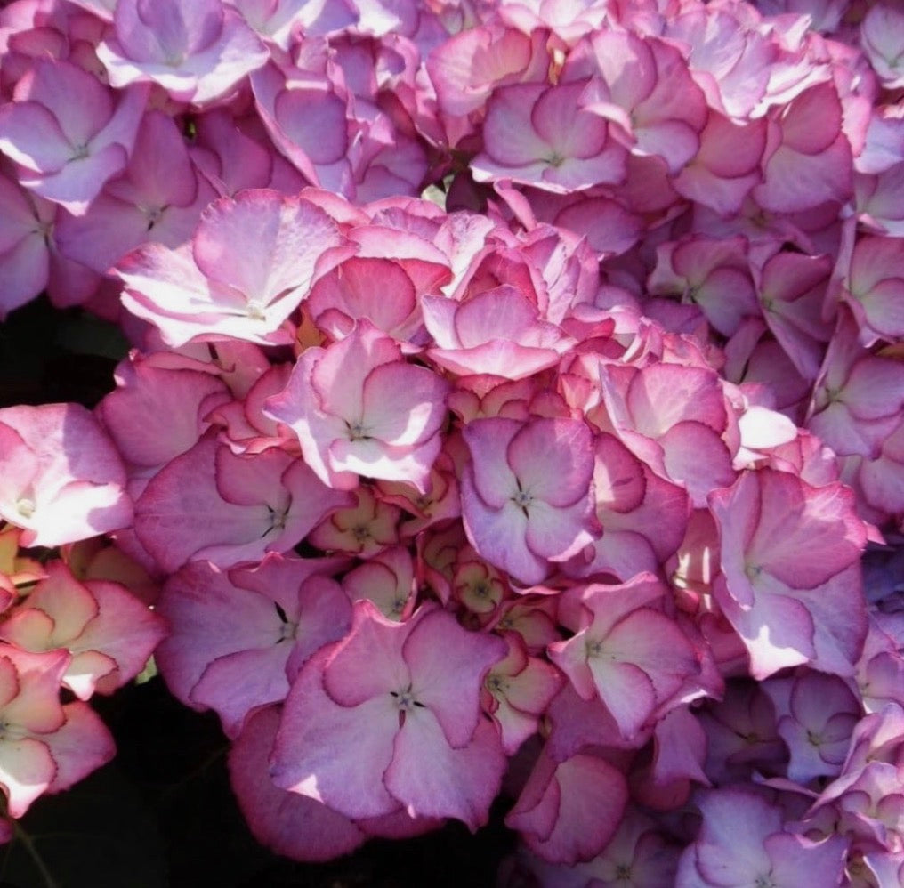 Hydrangea m. 'Adula' 1.5 ltr pot