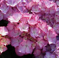 Hydrangea m. 'Adula' 1.5 ltr pot