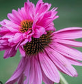 Echinacea Double decker in 1 LTR POTS