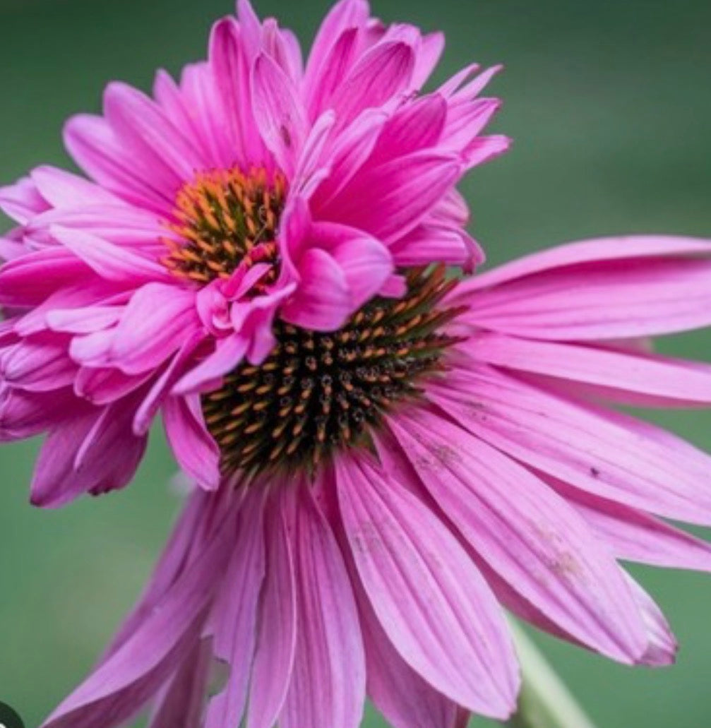 Echinacea Double decker in 1 LTR POTS