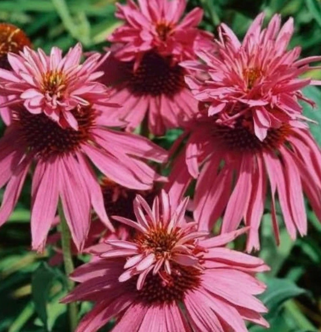 Echinacea Double decker in 1 LTR POTS