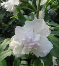 Hibiscus Admiral Dewey 1.4 ltr pot