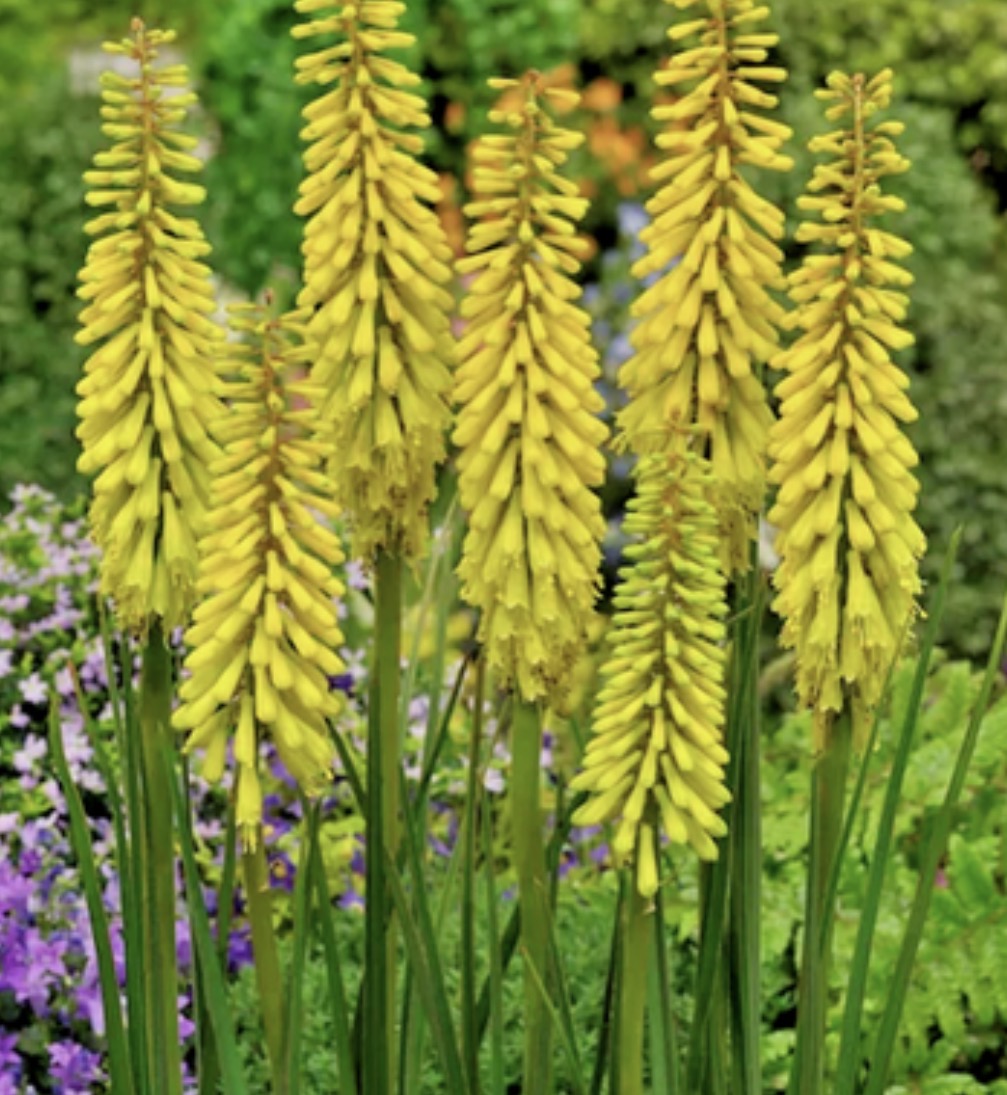 Kniphofia 'Sunningdale Yellow' in a 1.5 litre pot