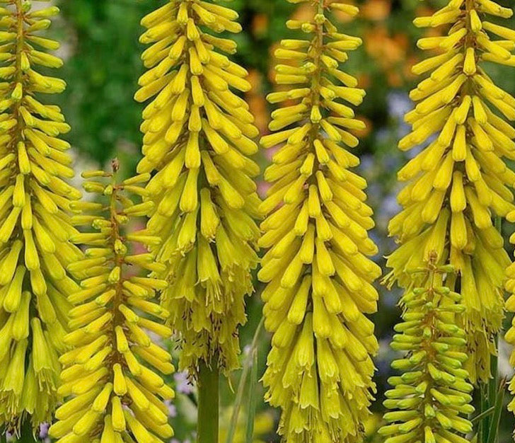 Kniphofia 'Sunningdale Yellow' in a 1.5 litre pot