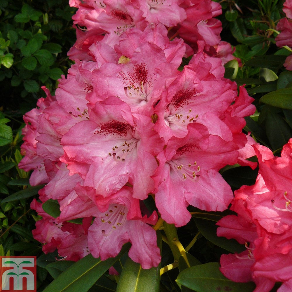 Rhododendron ,Sneezy , 1.5 LTR POT