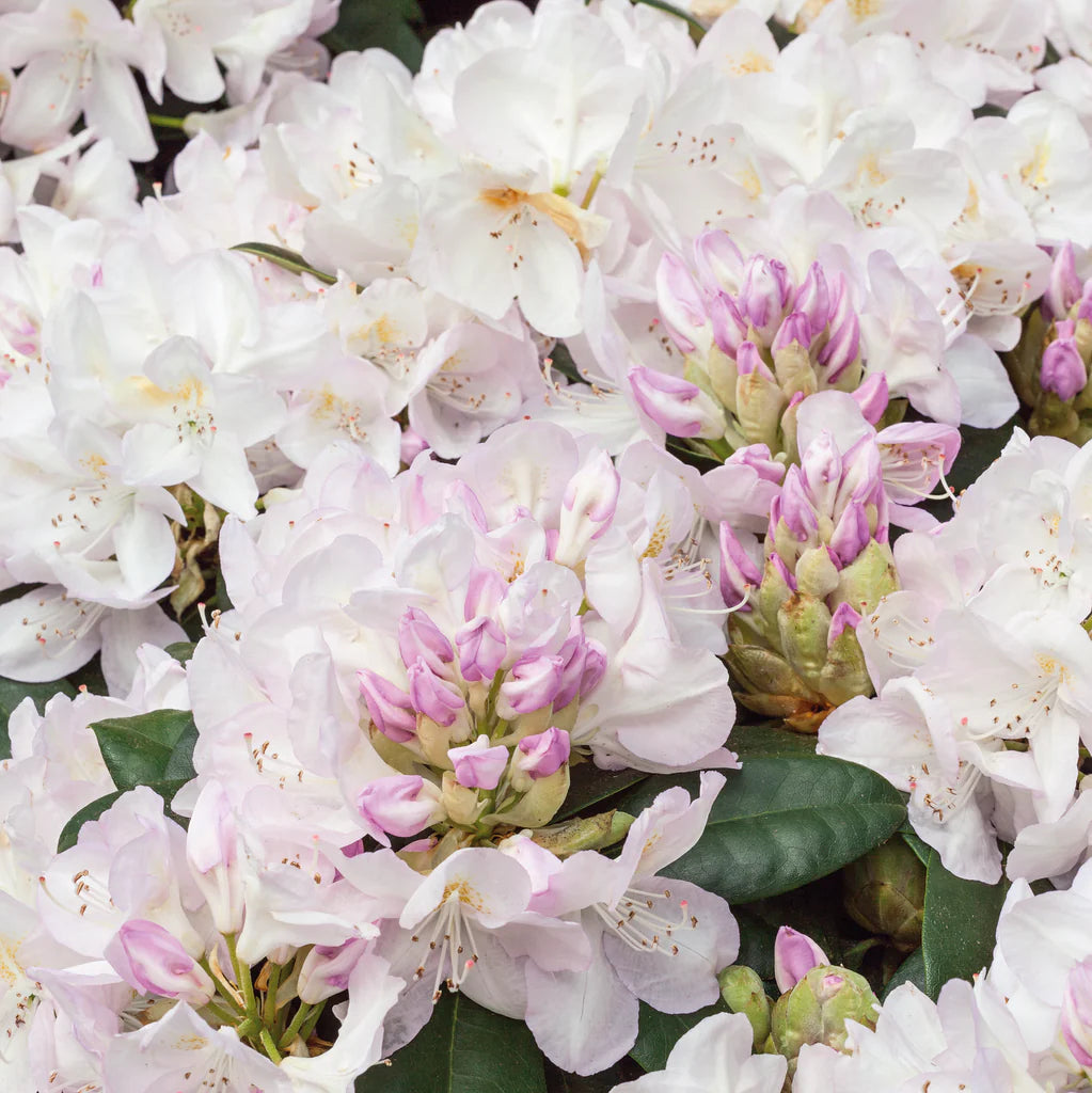 Rhododendron Gomer waterer 1.5 ltr Pot