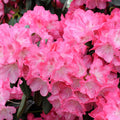 Rhododendron Morgenrot 1.5