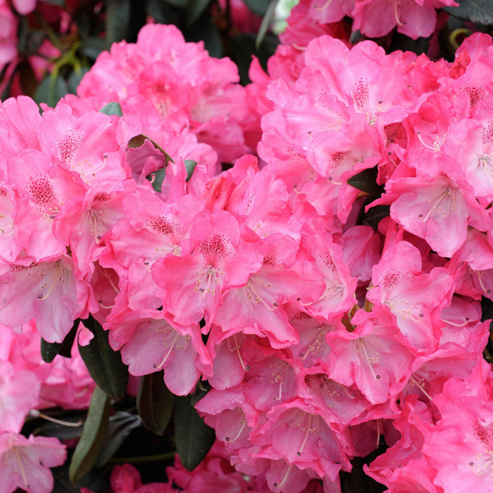 Rhododendron Morgenrot 1.5