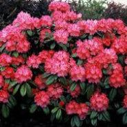 Rhododendron Morgenrot 1.5