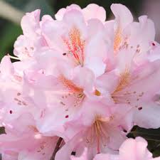Rhododendron Gomer waterer 1.5 ltr Pot