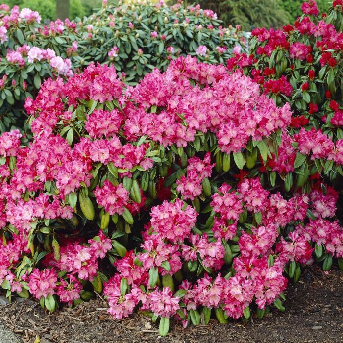 Rhododendron Morgenrot 1.5