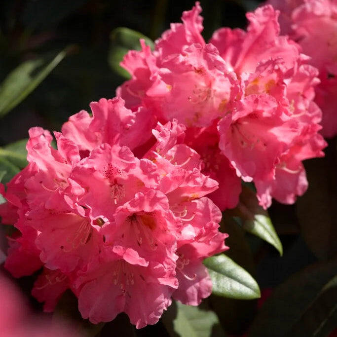 Rhododendron Morgenrot 1.5