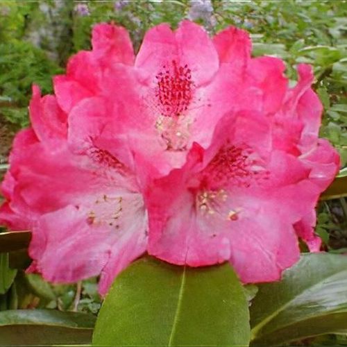 Rhododendron Morgenrot 1.5