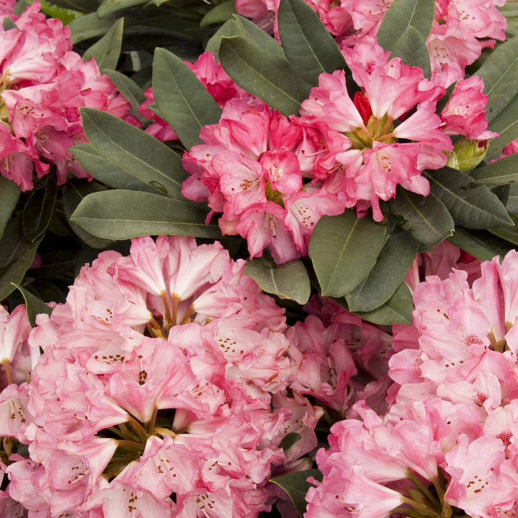 Rhododendron ,Sneezy , 1.5 LTR POT