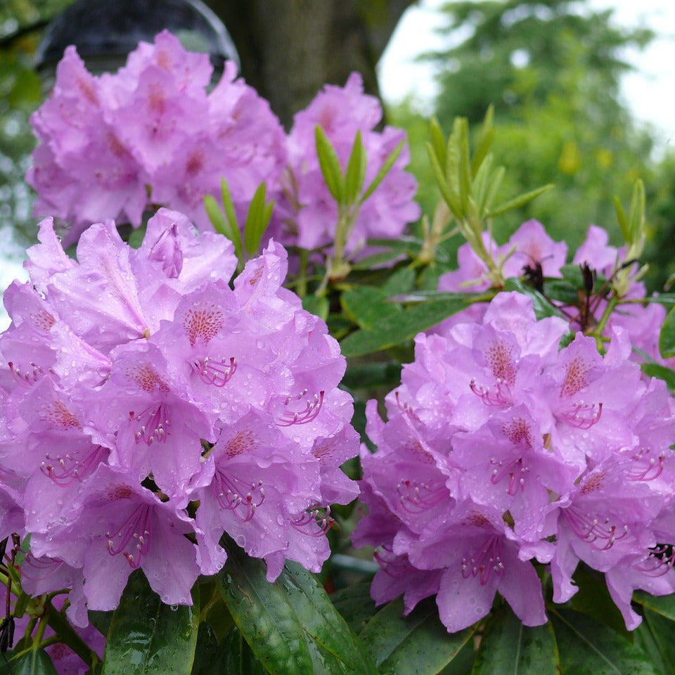 Rhododendron Ponticum 1.5 ltr Pot