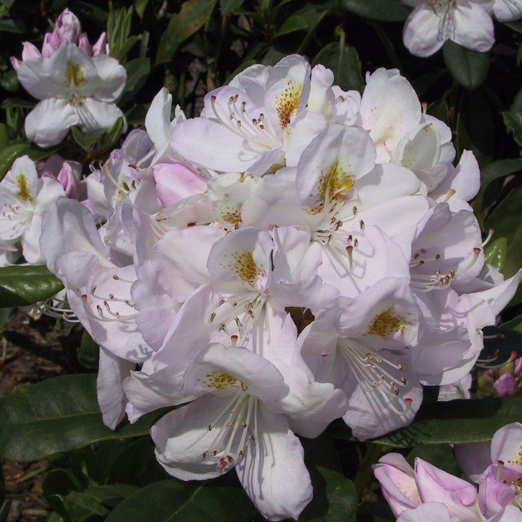 Rhododendron Gomer waterer 1.5 ltr Pot