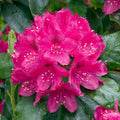 Rhododendron nova zembla 1.5 ltr Pot