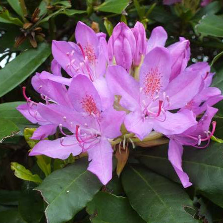 Rhododendron Ponticum 1.5 ltr Pot