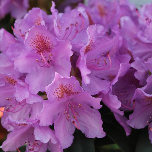 Rhododendron cat Graniflorum in 1.5 ltr pot