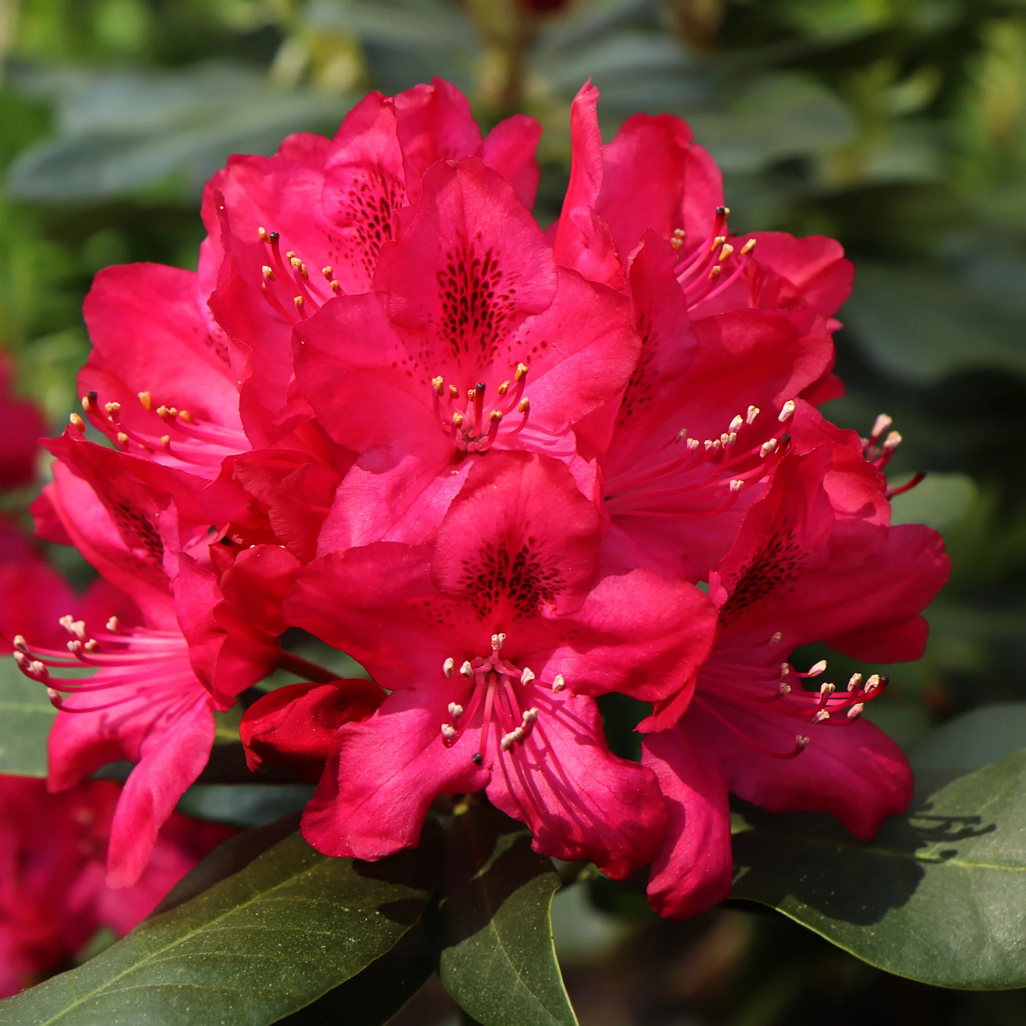 Rhododendron Red Jack 1.5 ltr Pot