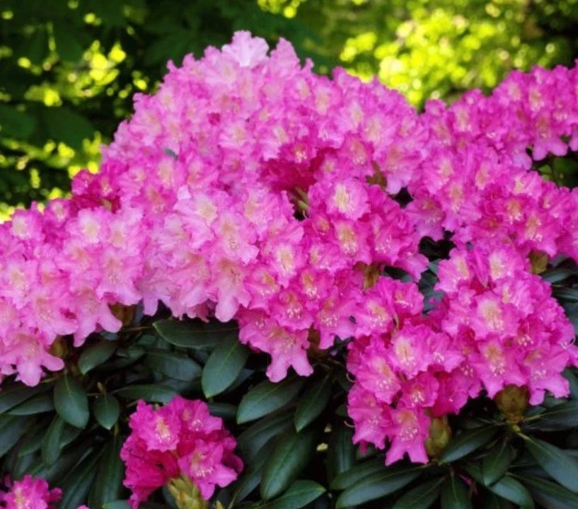 Rhododendron , Yak Kalinka, 1.5 LTR POT