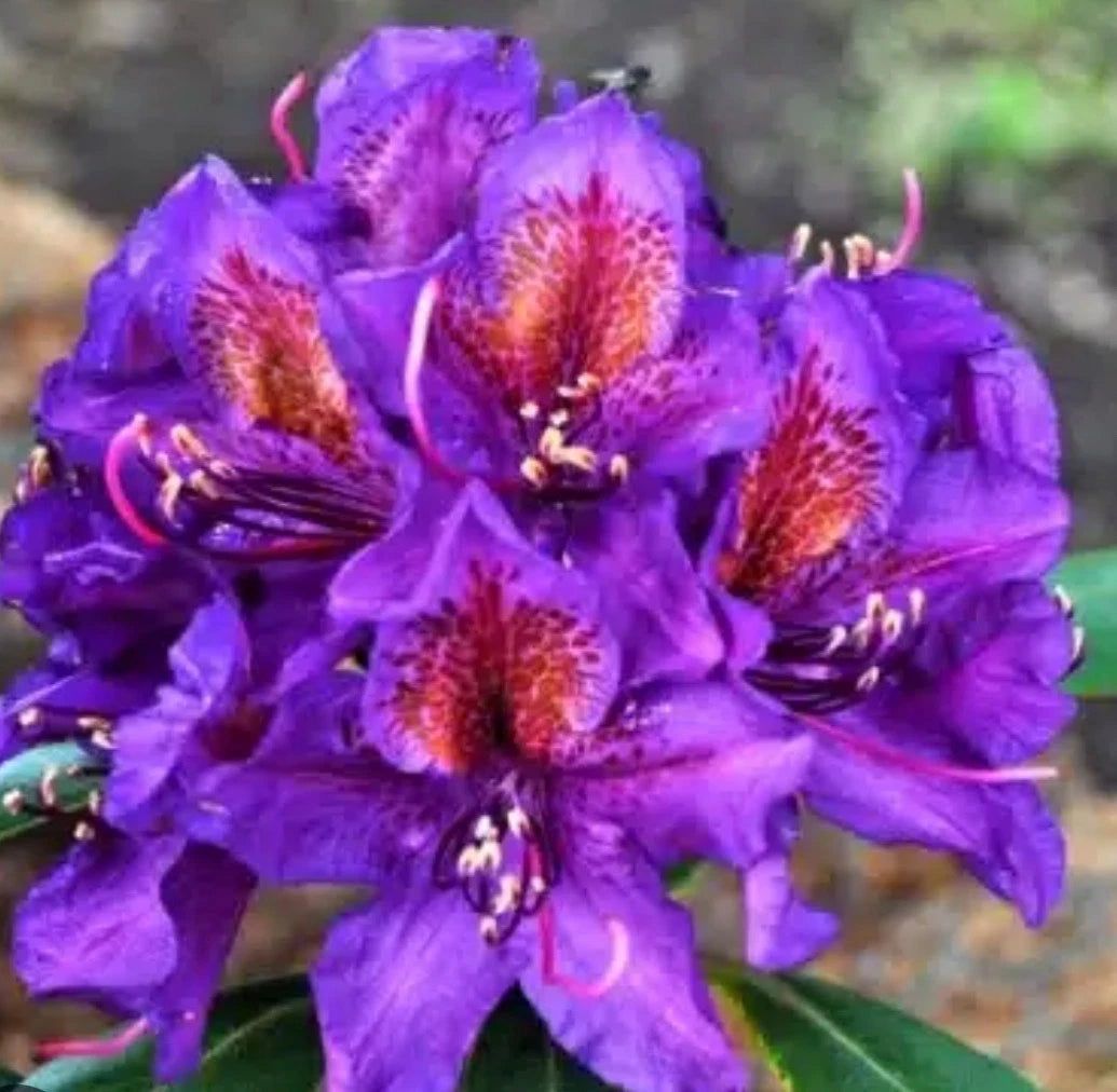 Rhododendron ,Marcel Menard , 1.5 LTR POT