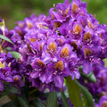Rhododendron ,Marcel Menard , 1.5 LTR POT