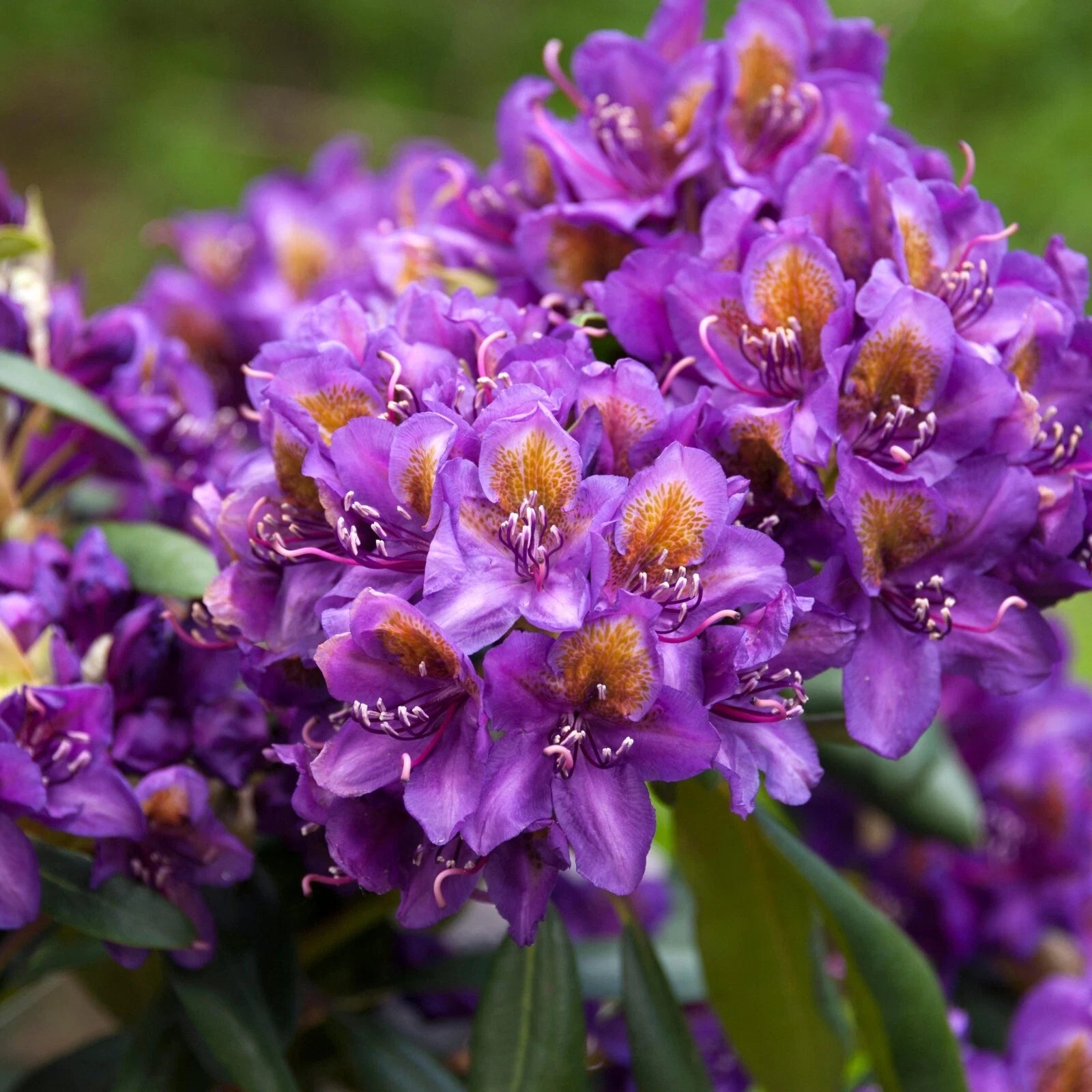 Rhododendron ,Marcel Menard , 1.5 LTR POT