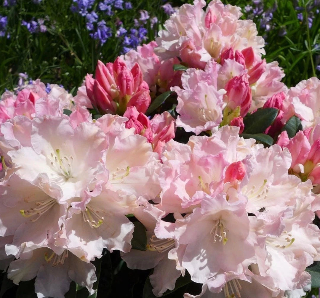 Rhododendron Dreamland 1.5 ltr Pot