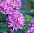 Rhododendron Alfred 1.5 ltr Pot