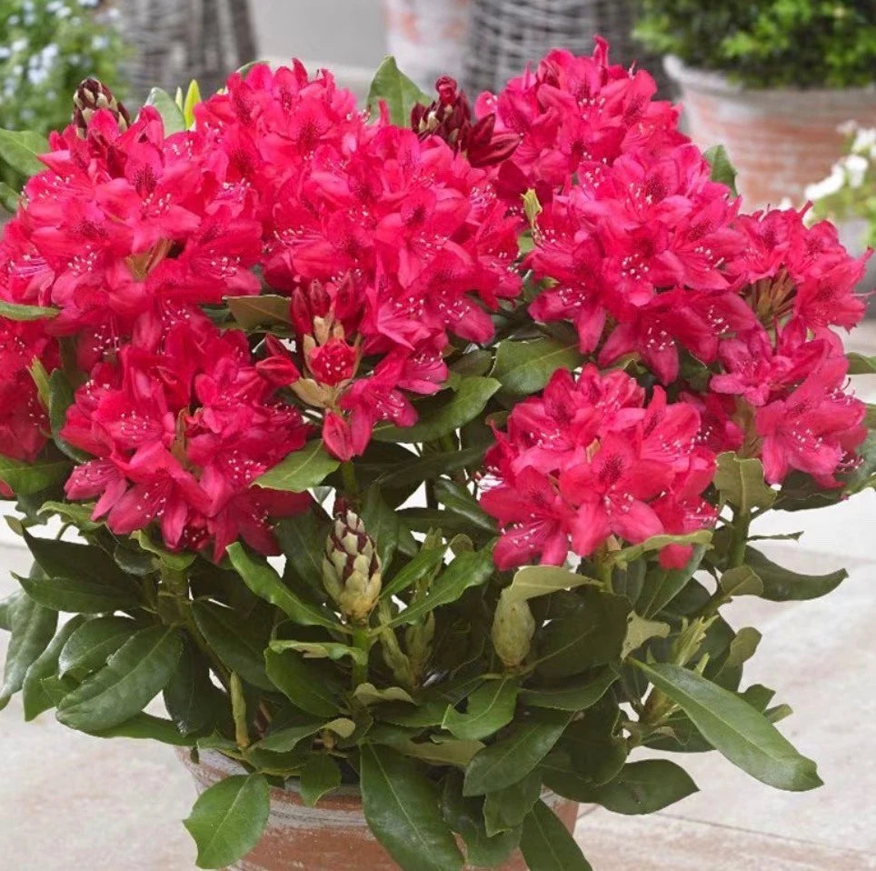 Rhododendron nova zembla 1.5 ltr Pot