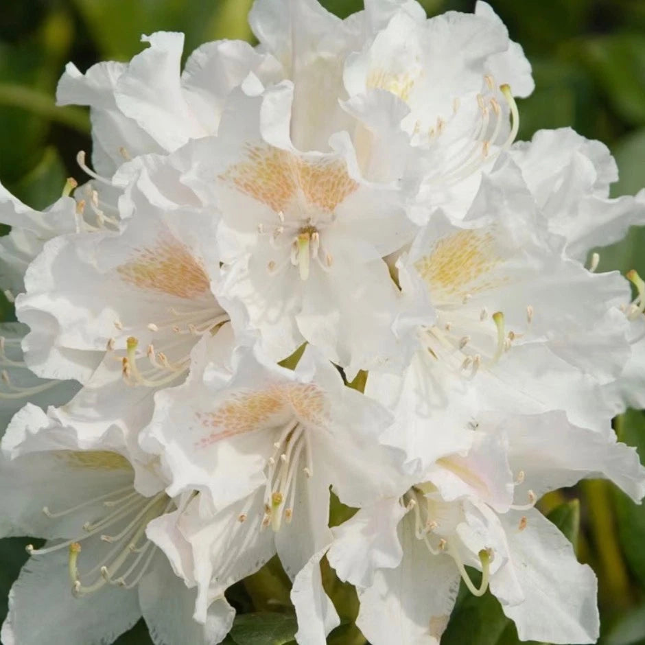 Rhododendron Cunningham White 1.5 ltr Pot