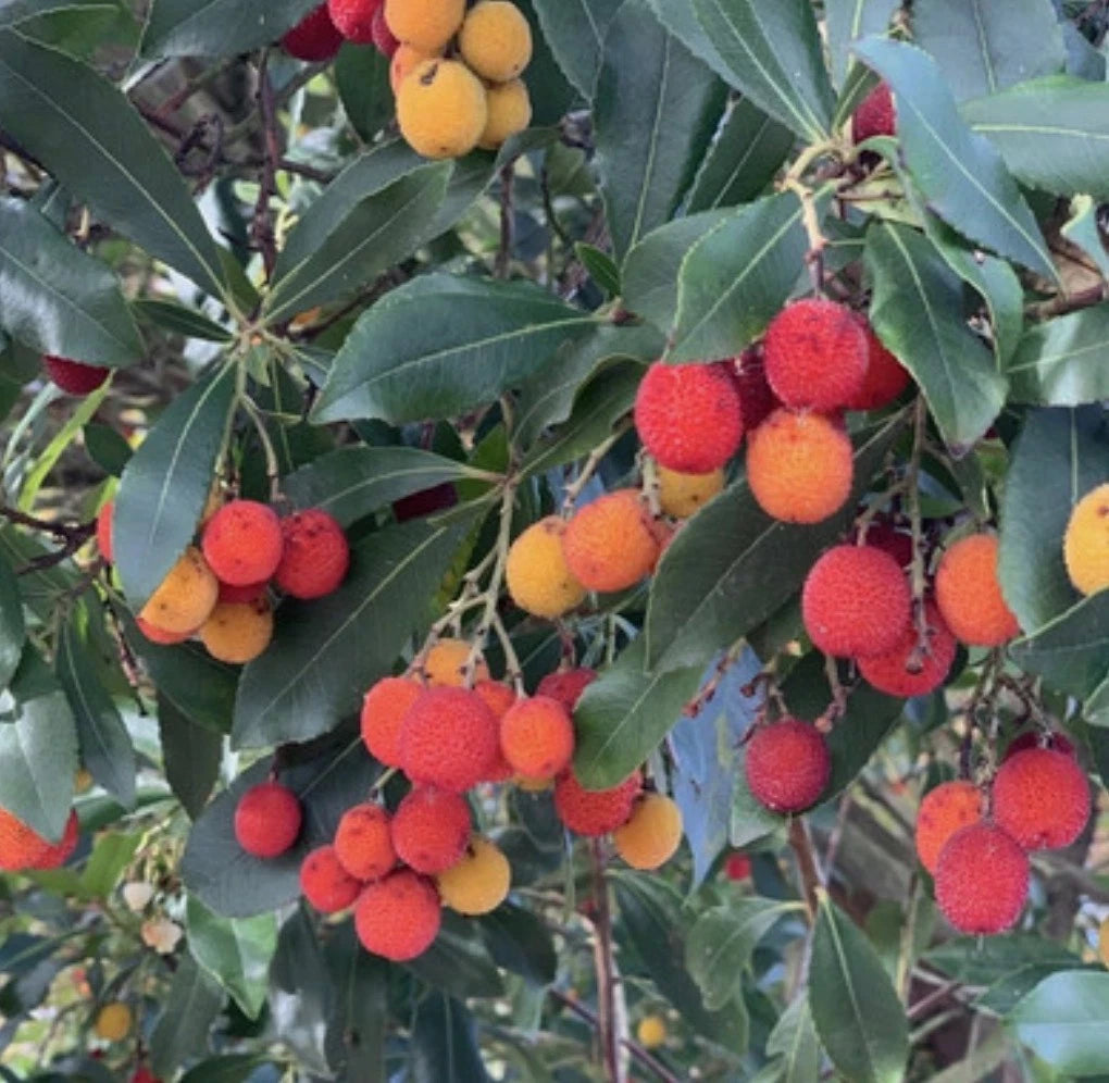 Arbutus unedo Compacta Plant in 1 ltr Pot Strawberry Tree Garden Shrub