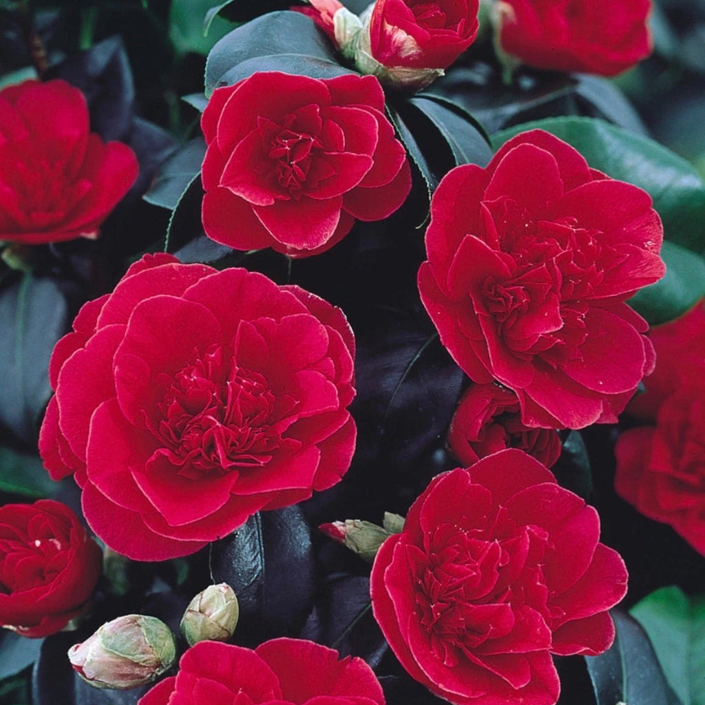 Camellia japonica Lady Campbell Plants in 1 ltr Pot Spring Flowering Shrubs