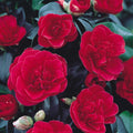 Camellia japonica Lady Campbell Plants in 1 ltr Pot Spring Flowering Shrubs