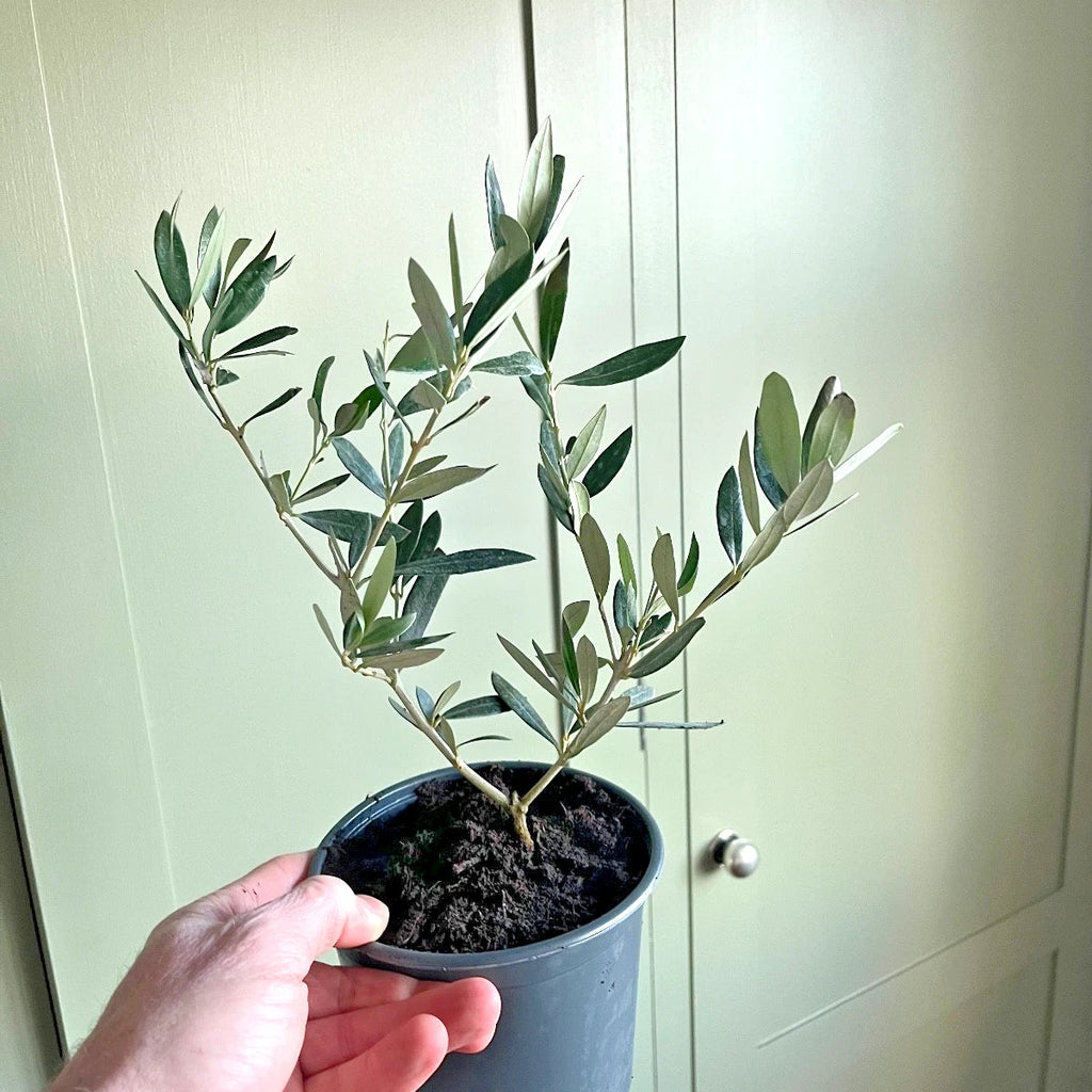 Olive Tree in 1 ltr Pot - Olea e. 'Picual