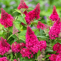 Buddleja dav. 'Octopus Compact Bush Flowering Shrub Plant in 1 ltr Pot