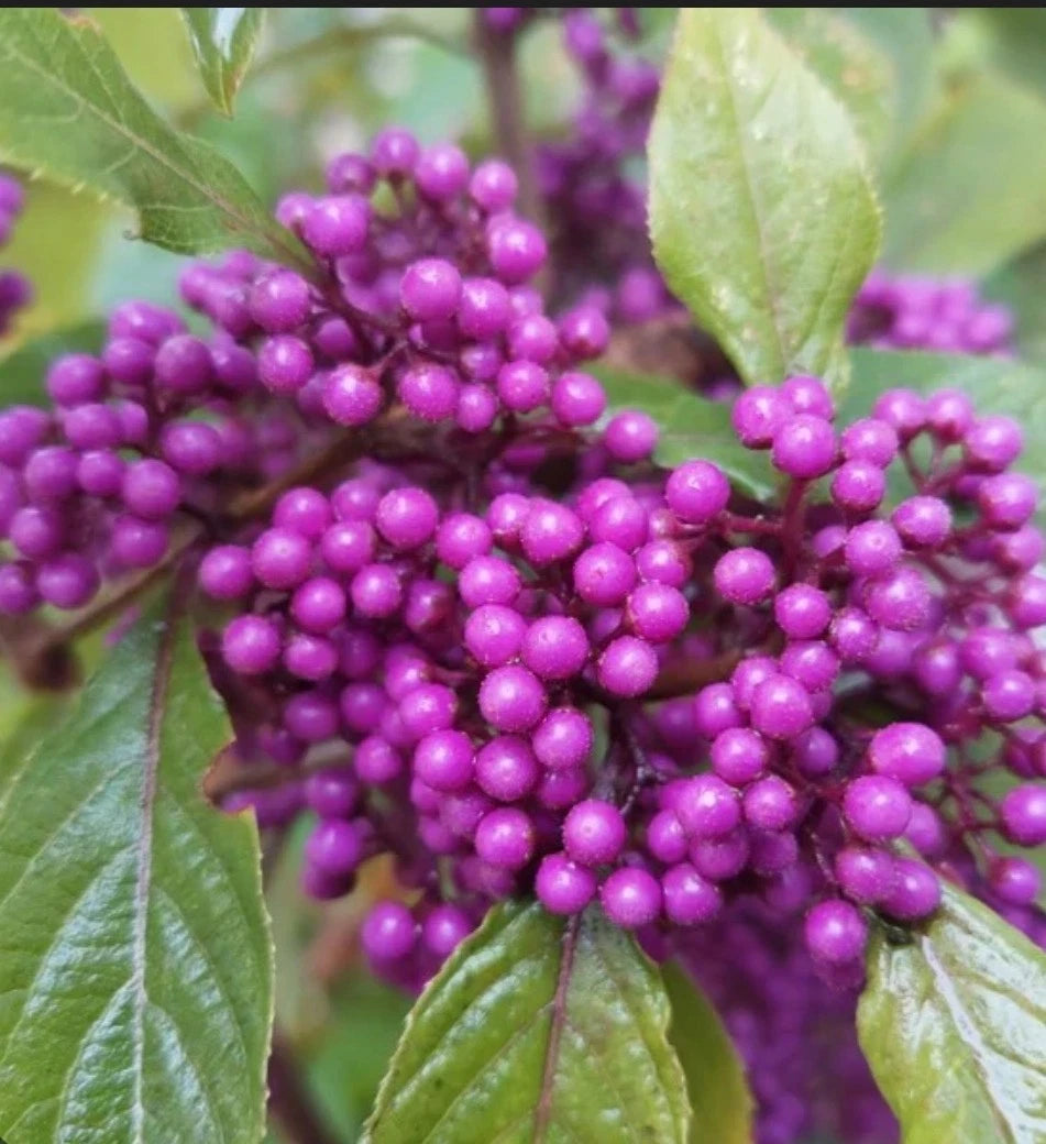 Callicarpa Bodinieri Giraldii Profusion i in 1 ltr Pot, Purple Berries