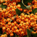 Pyracantha Golden Charmer 1 ltr pot Shrub Hardy Outdoor