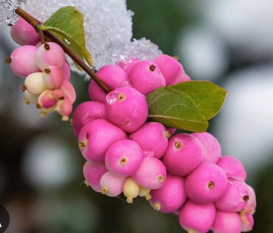 Symphoricarpos Magical Candy Plant in 1 ltr Pot - Compact Snowberry Garden Shrub