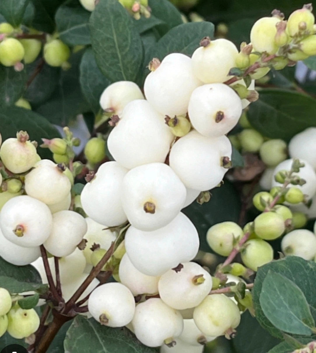 Symphoricarpos Magical Galaxy Plant in 1 ltrPot - Compact Snowberry Garden Shrub