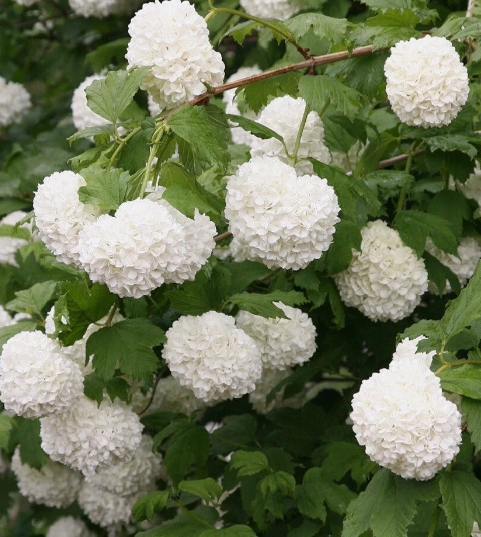 Viburnum opulus 'Roseum' / Snowball, in 1 ltr Pot, Stunning White Flowers