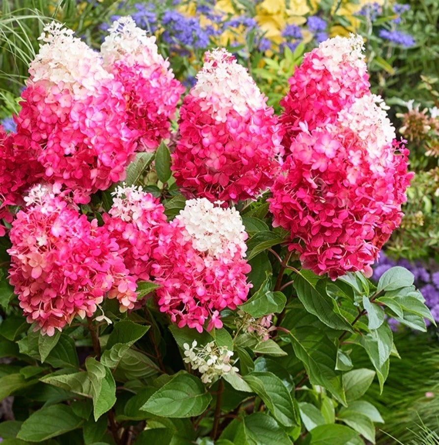 Hydrangea Red Velvet 1.5 ltr
