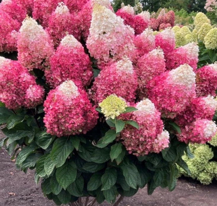 Hydrangea Red Velvet 1.5 ltr