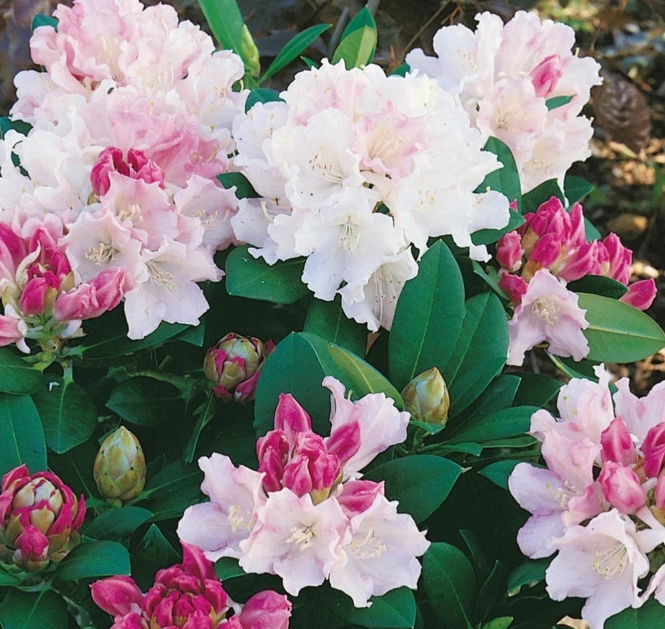 Rhododendron Dreamland 1.5 ltr Pot
