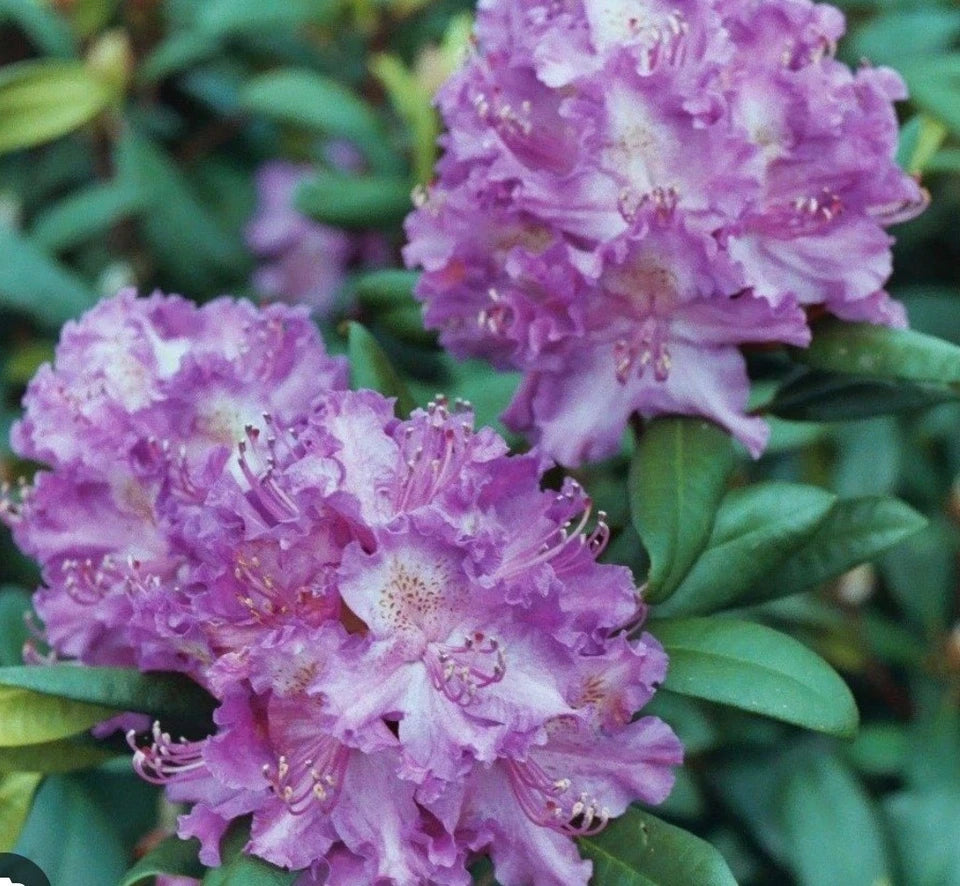 Rhododendron Alfred 1.5 ltr Pot