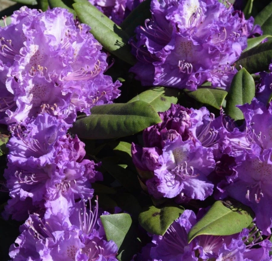Rhododendron Alfred 1.5 ltr Pot