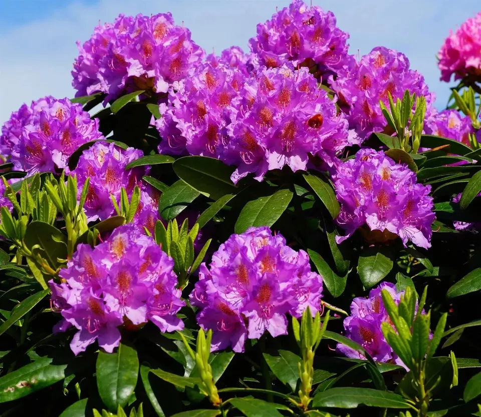 Rhododendron Boursault 1.5 ltr Pot