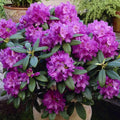 Rhododendron Boursault 1.5 ltr Pot