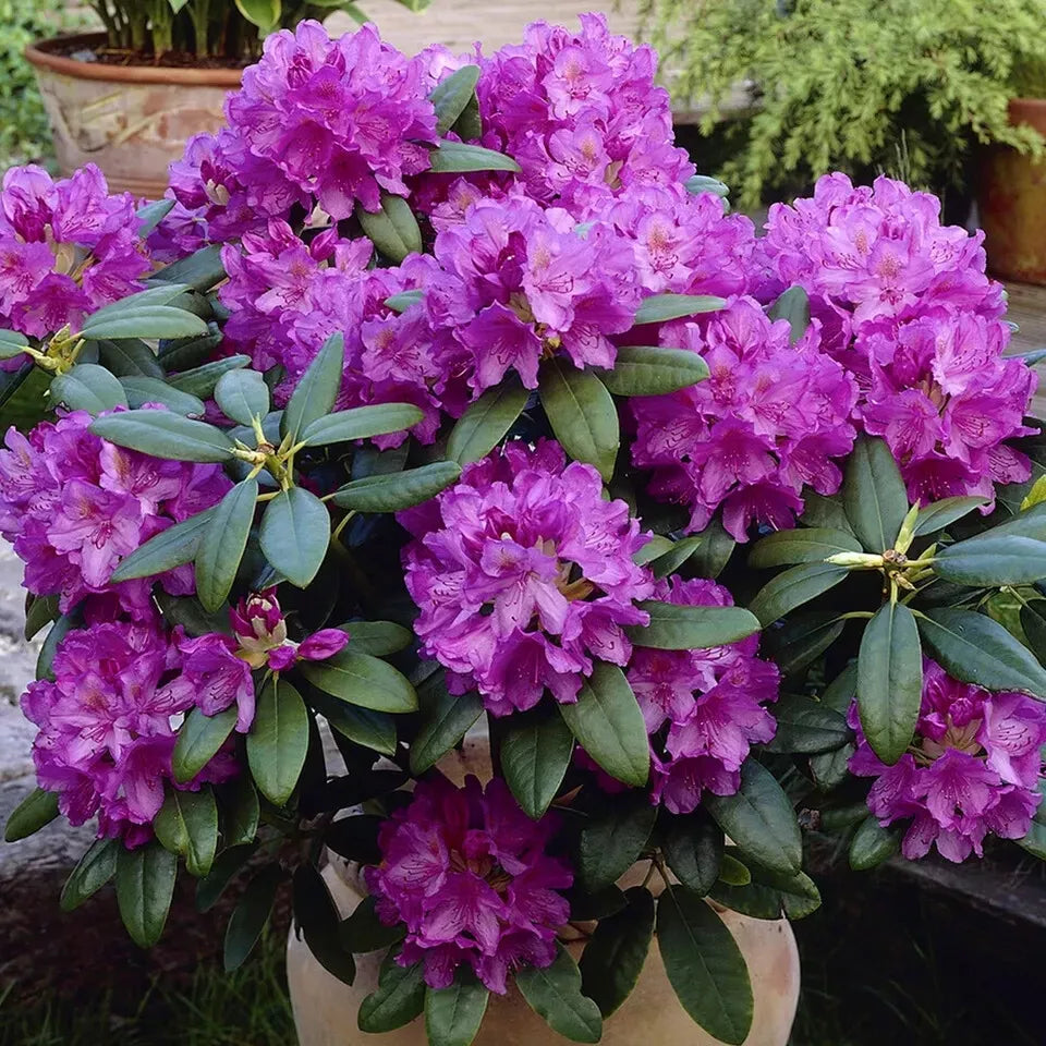Rhododendron Boursault 1.5 ltr Pot